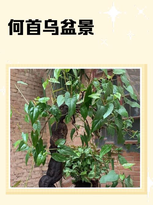 何首乌盆景栽培技术要点有哪些?-图1 何首乌盆景栽培技术要点有哪些?-图1