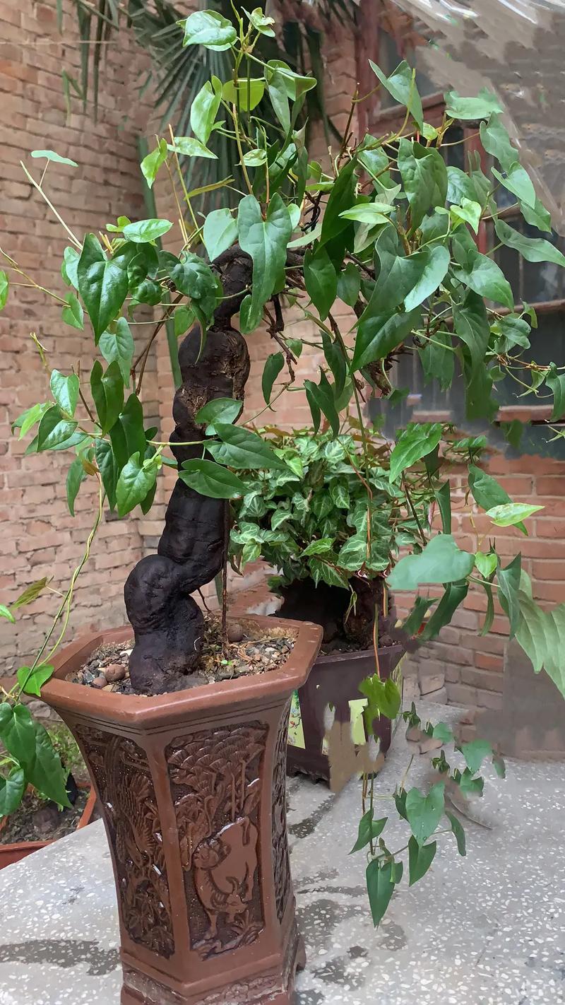 何首乌盆景栽培技术要点有哪些?-图2 何首乌盆景栽培技术要点有哪些?-图2