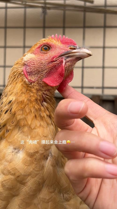 九斤黄是鸡的什么品种?-图2 九斤黄是鸡的什么品种?-图2