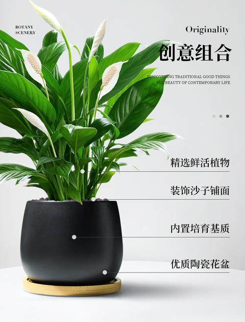 一帆风顺品种怎么区分-图2