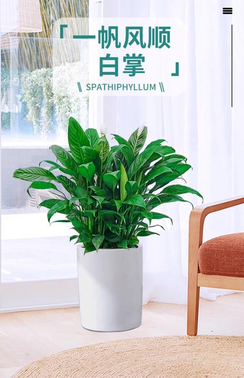 一帆风顺品种怎么区分-图1