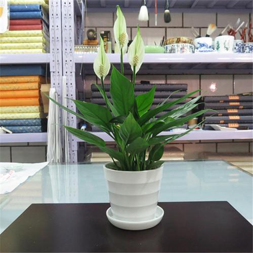 一帆风顺品种怎么区分-图3