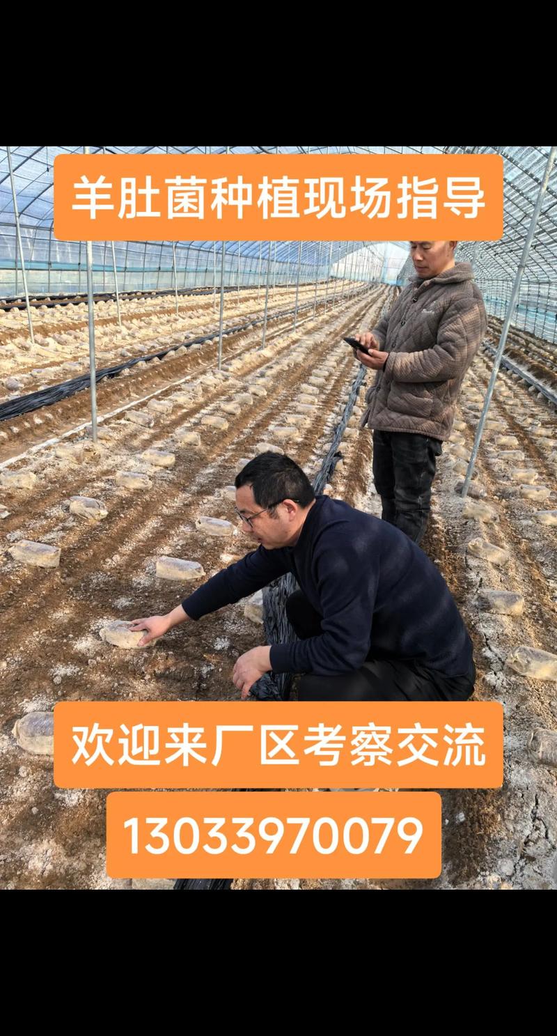 野生蘑菇人工栽培技术难点何在?-图1 野生蘑菇人工栽培技术难点何在?-图1