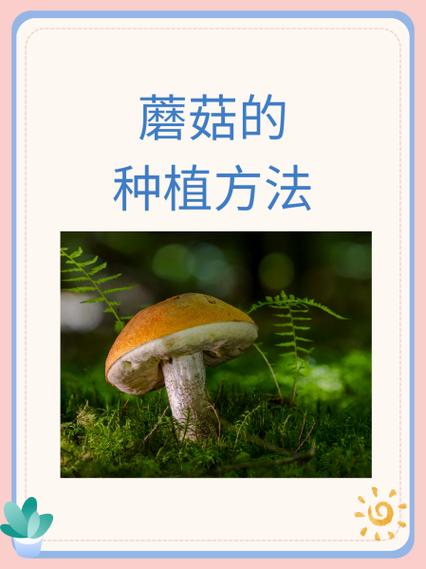 野生蘑菇人工栽培技术难点何在?-图3 野生蘑菇人工栽培技术难点何在?-图3