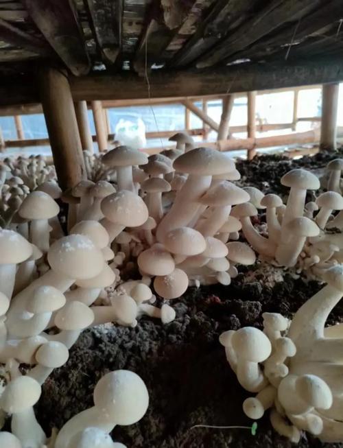 野生蘑菇人工栽培技术难点何在?-图2 野生蘑菇人工栽培技术难点何在?-图2