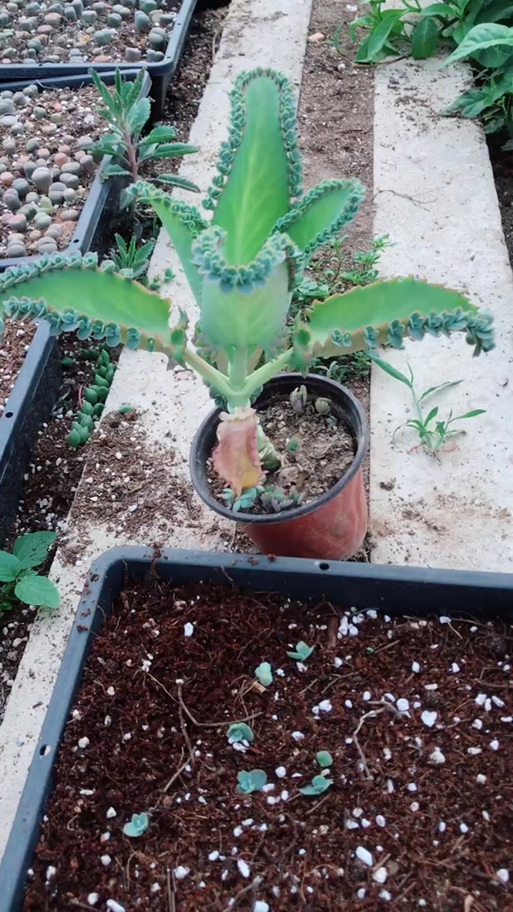 宽叶不死鸟品种有哪些-图2 宽叶不死鸟品种有哪些-图2