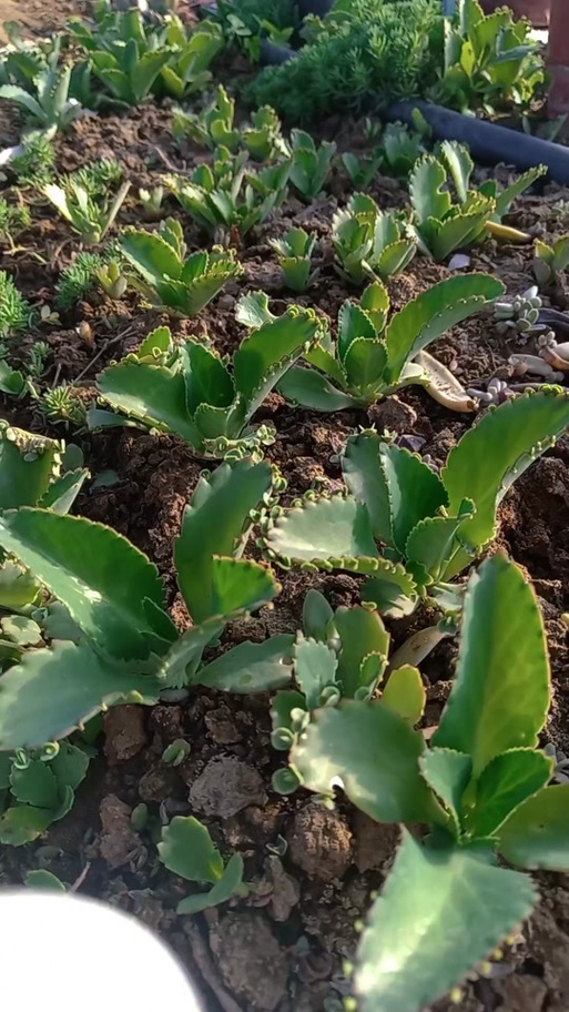 宽叶不死鸟品种有哪些-图1 宽叶不死鸟品种有哪些-图1