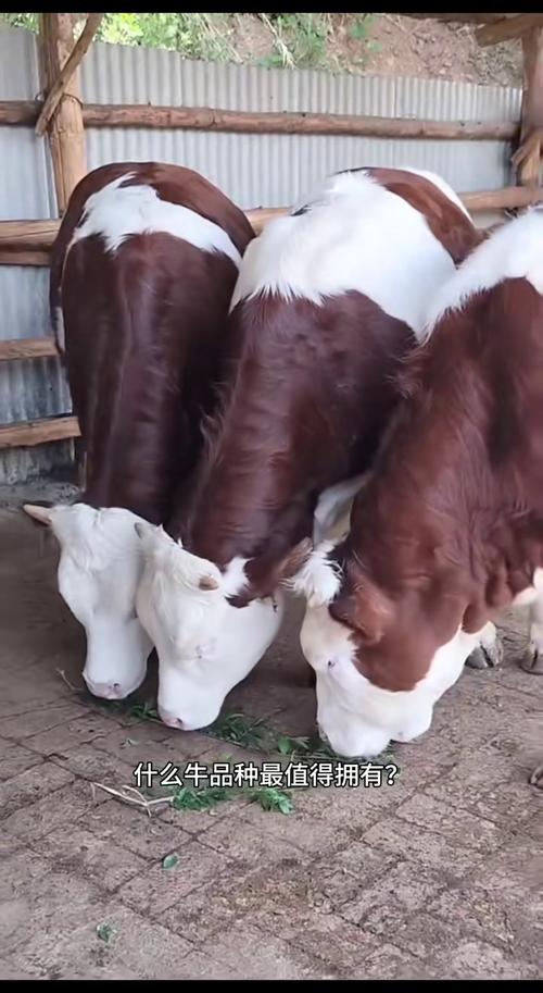 养什么样的品种牛最好-图3