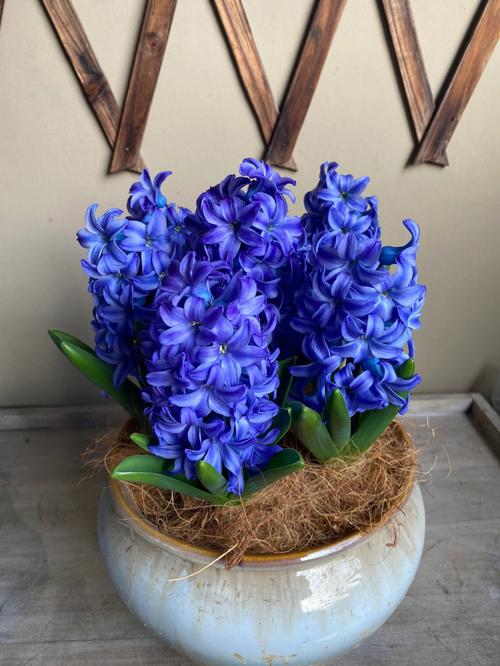 风之蓝风信子长啥样?-图1 风之蓝风信子长啥样?-图1