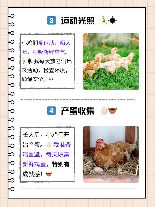 育雏鸡的饲养管理技术-图1