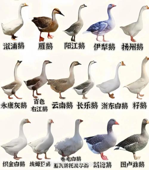 鹅中何品种生长期最短?-图1 鹅中何品种生长期最短?-图1