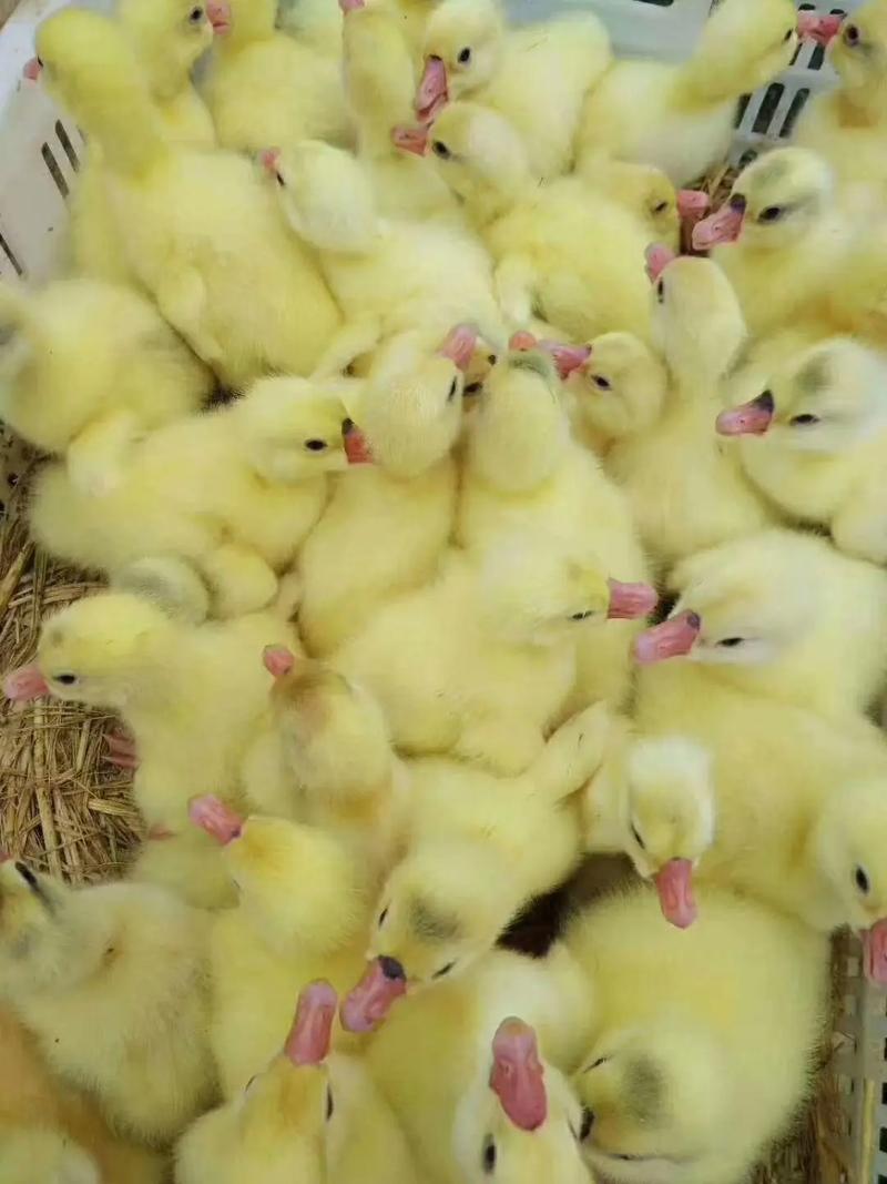 鹅中何品种生长期最短?-图2 鹅中何品种生长期最短?-图2