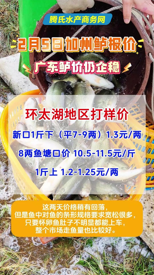 加州鲈鱼2025年价格-图1 加州鲈鱼2025年价格-图1