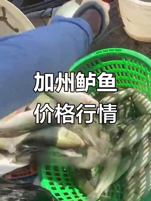 加州鲈鱼2025年价格-图3