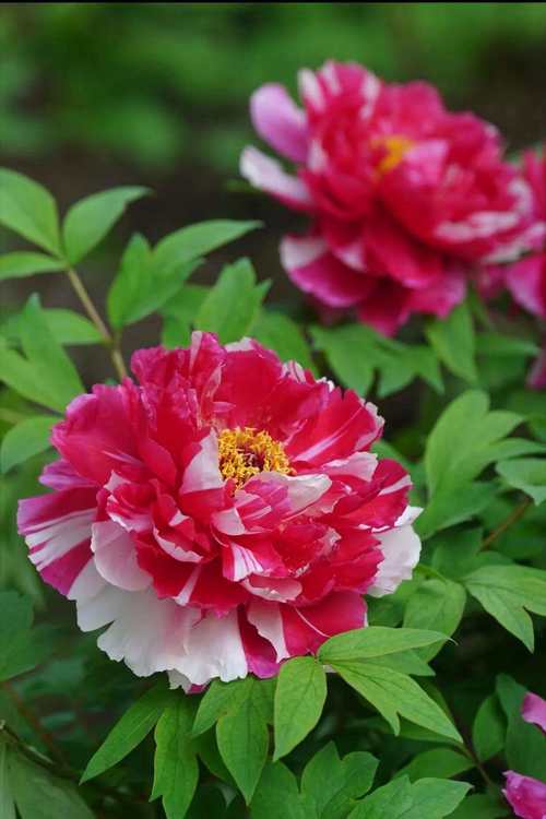 牡丹花哪个品种花朵大-图3 牡丹花哪个品种花朵大-图3