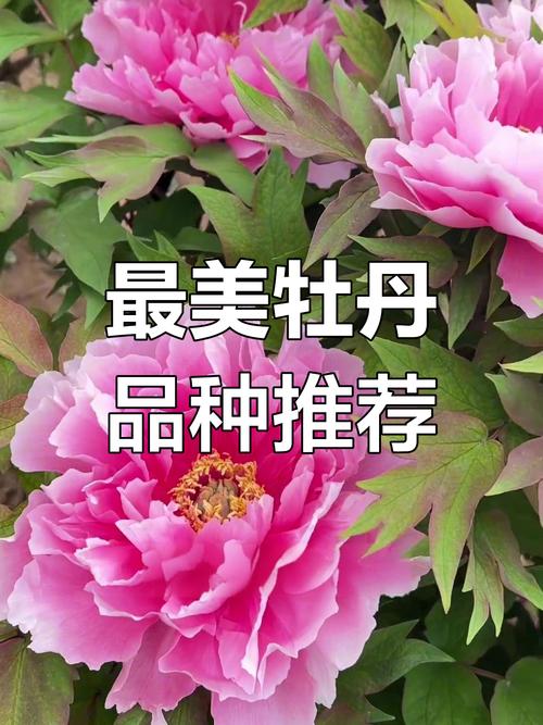 牡丹花哪个品种花朵大-图1 牡丹花哪个品种花朵大-图1