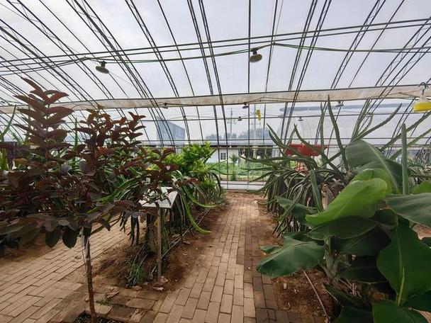 北方温室芒果栽培技术要点有哪些?-图2 北方温室芒果栽培技术要点有哪些?-图2