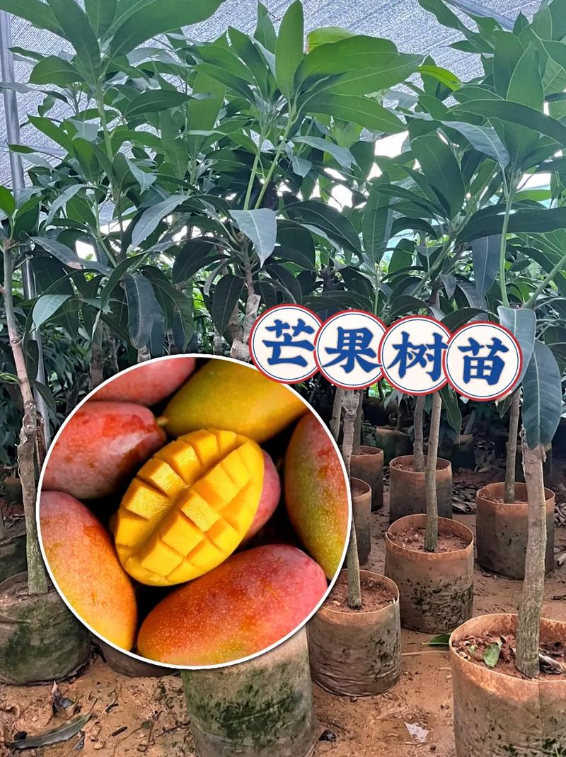 北方温室芒果栽培技术要点有哪些?-图3 北方温室芒果栽培技术要点有哪些?-图3