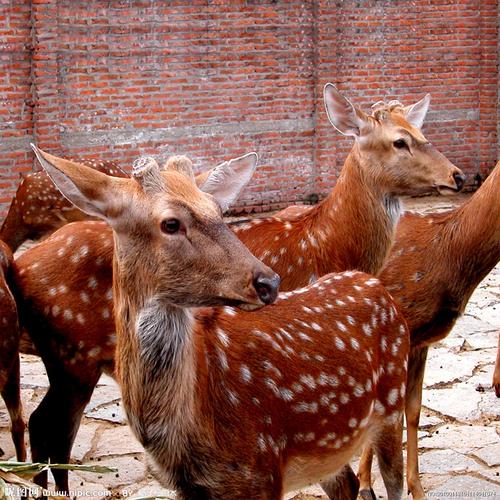 旗鹿梅花鹿哪个品种好-图2 旗鹿梅花鹿哪个品种好-图2