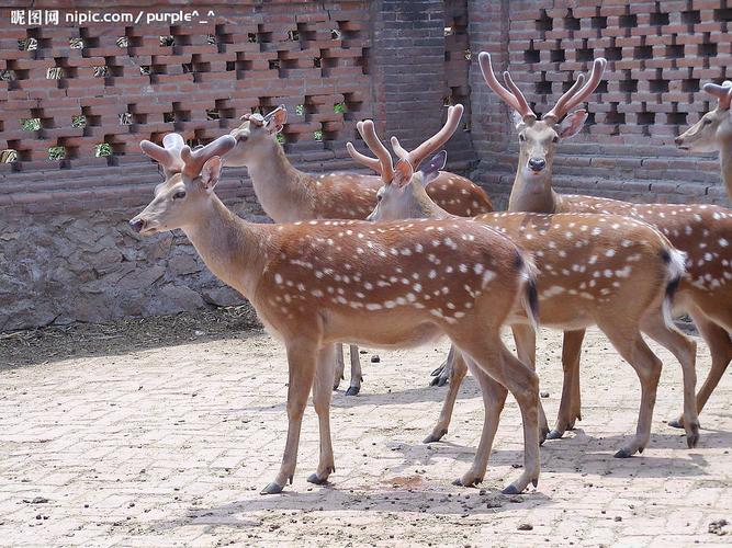 旗鹿梅花鹿哪个品种好-图1 旗鹿梅花鹿哪个品种好-图1