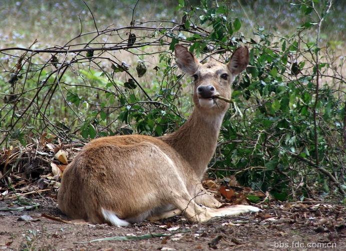 旗鹿梅花鹿哪个品种好-图3 旗鹿梅花鹿哪个品种好-图3