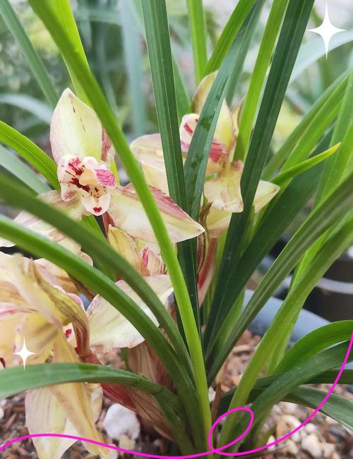 四川出什么品种的兰花-图2 四川出什么品种的兰花-图2