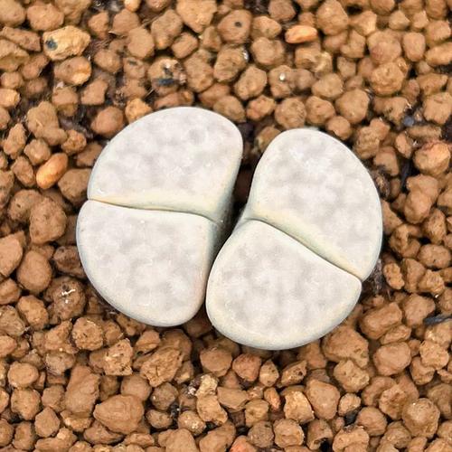 生石花哪些品种算贵货?-图1 生石花哪些品种算贵货?-图1