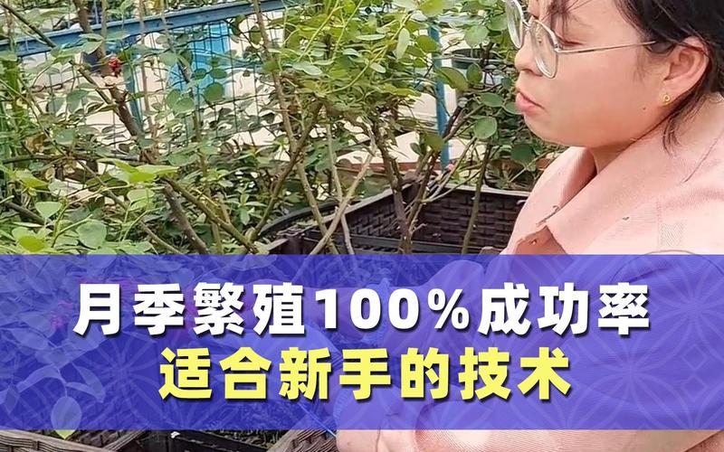 月季空中压条繁殖技术，如何高效生根？-图1