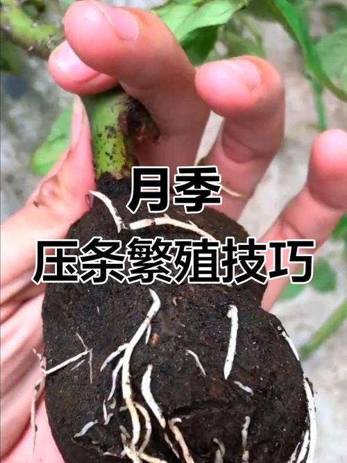 月季空中压条繁殖技术，如何高效生根？-图2