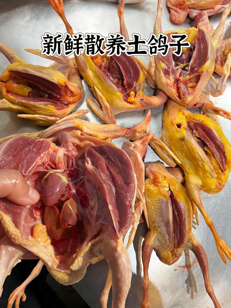 2025年养殖肉鸽价格会涨还是会跌？-图2