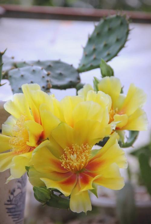 仙人掌品种花名有哪些？-图3