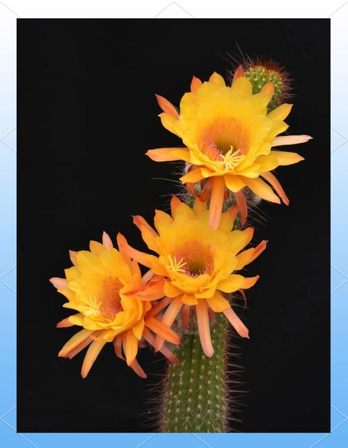 仙人掌品种花名有哪些？-图2