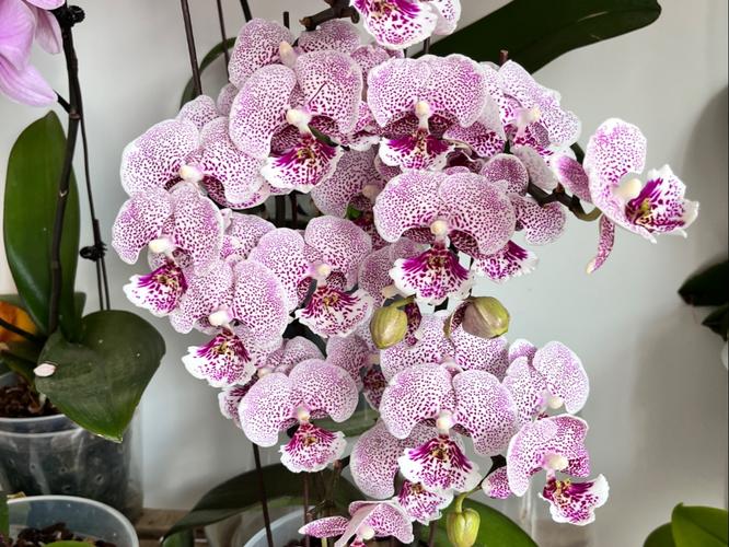 哪些蝴蝶兰品种开花量最多？-图1