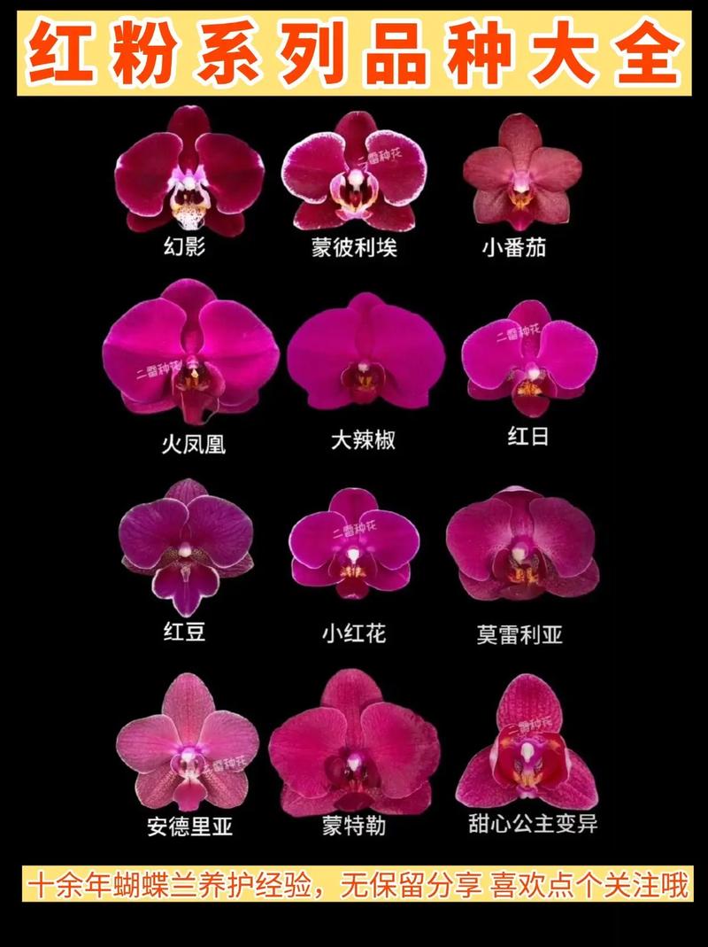 哪些蝴蝶兰品种开花量最多？-图3