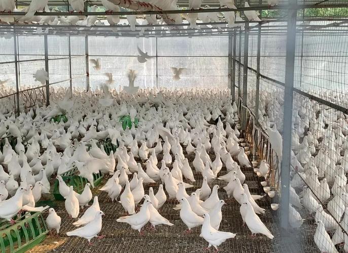 农广天地鸽子养殖技术-图2 农广天地鸽子养殖技术-图2