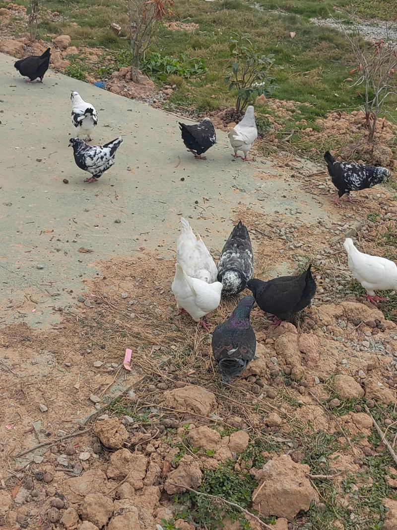 农广天地鸽子养殖技术-图1 农广天地鸽子养殖技术-图1