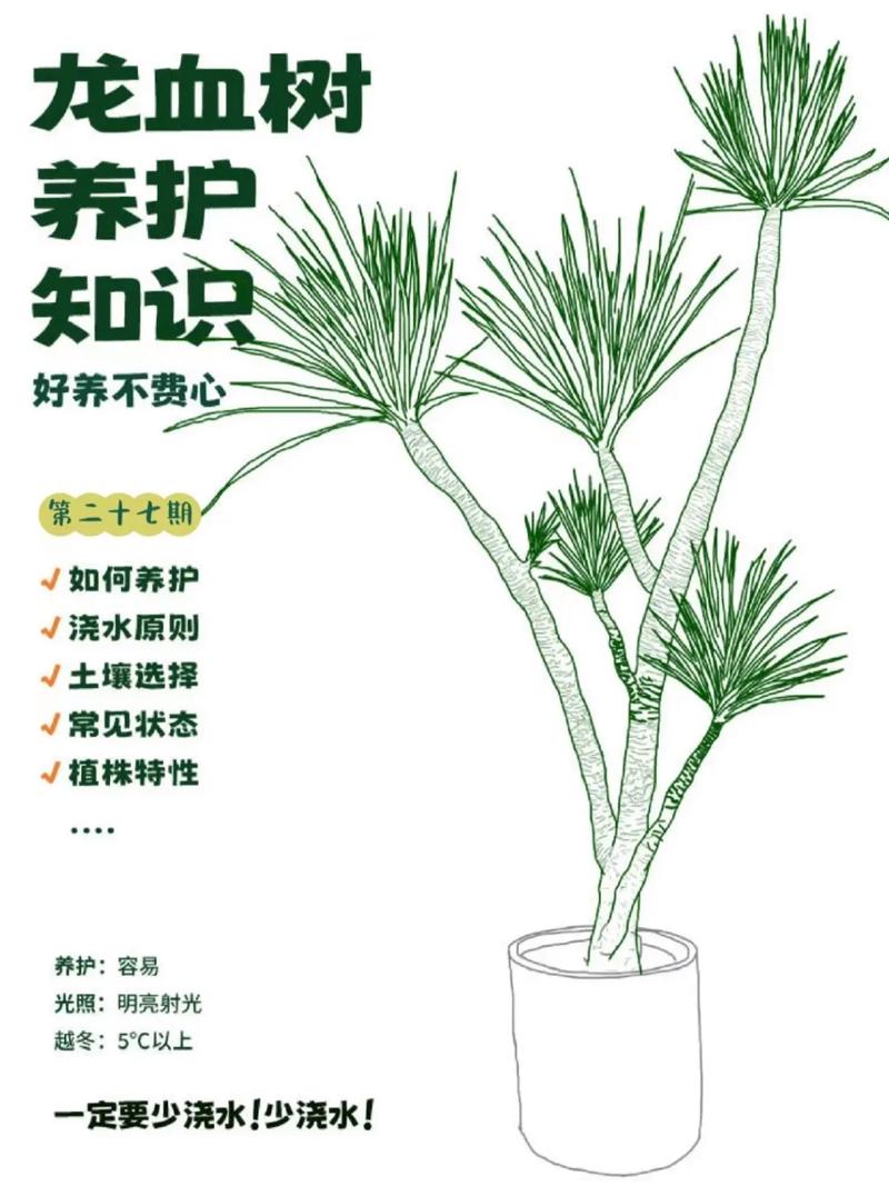 龙血树怎么养？图片与栽培技巧详解-图2