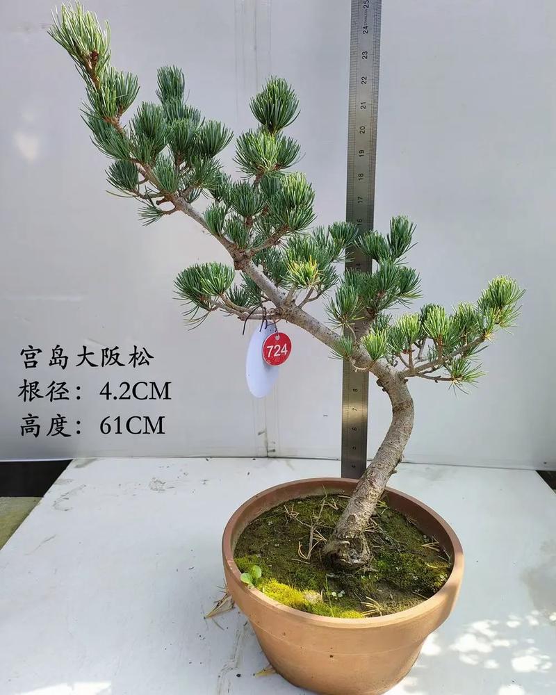 宫岛大阪松品种好不好-图1