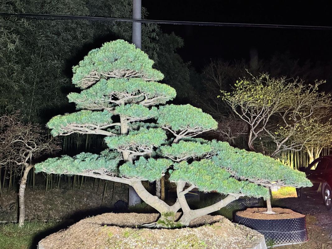 宫岛大阪松品种好不好-图2