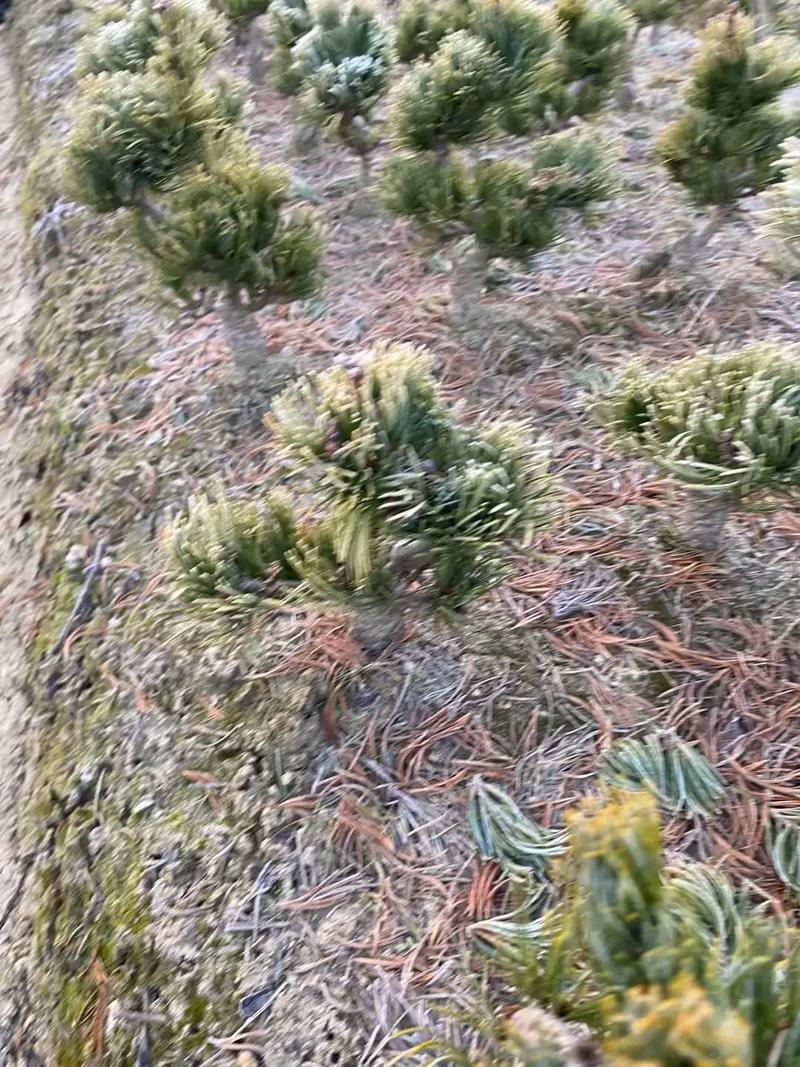 宫岛大阪松品种好不好-图3