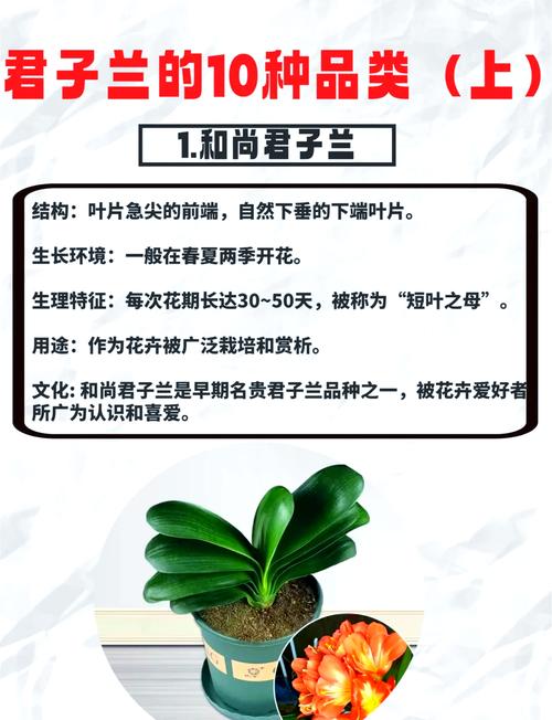 长叶君子兰有哪些品种？-图2