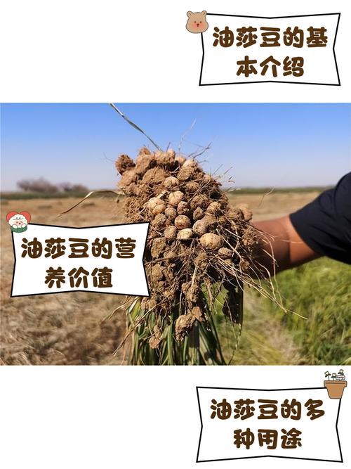 油豆种植技术视频全集-图2