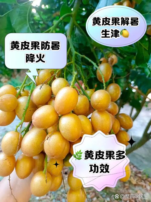 黄皮果种植方法和技术-图1 黄皮果种植方法和技术-图1