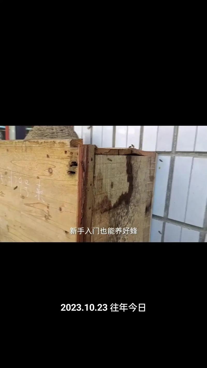 蜜蜂蜜蜂最新养殖技术-图3 蜜蜂蜜蜂最新养殖技术-图3