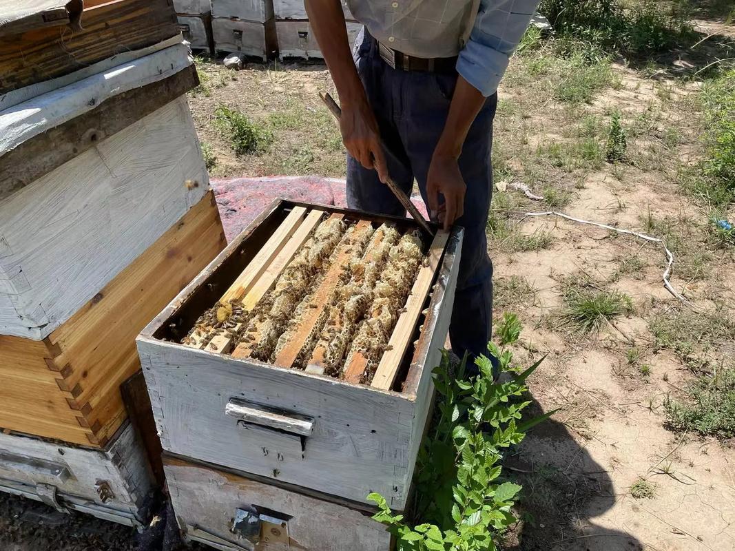 蜜蜂蜜蜂最新养殖技术-图2 蜜蜂蜜蜂最新养殖技术-图2