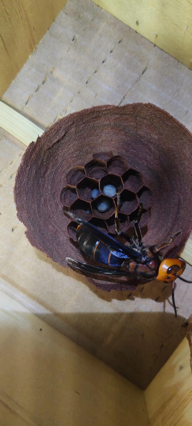 德宏胡蜂养殖技术学校-图2