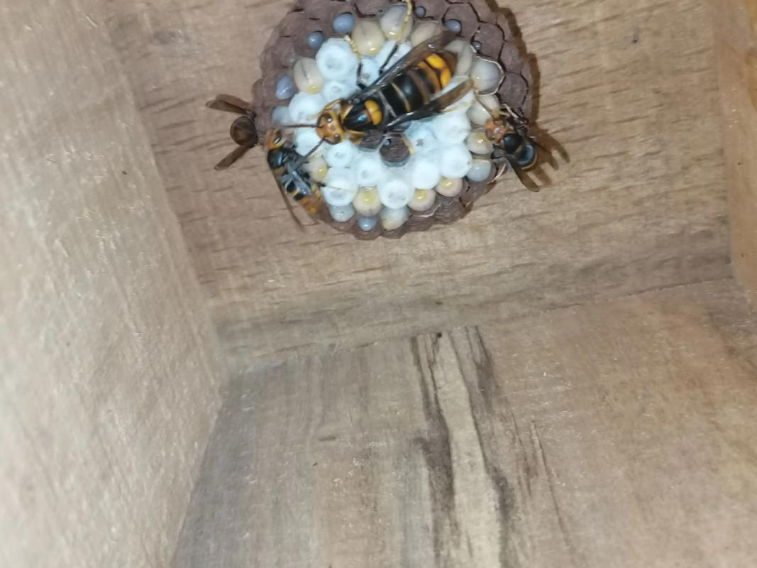 德宏胡蜂养殖技术学校-图1