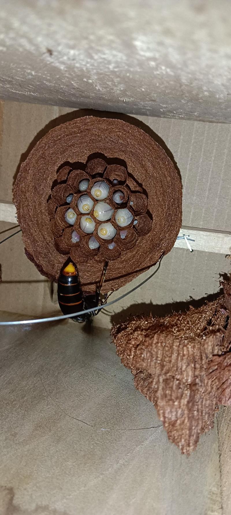 德宏胡蜂养殖技术学校-图3