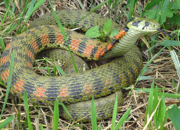 黑龙江养蛇的主要品种-图3