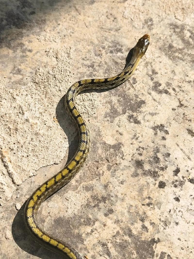 黑龙江养蛇的主要品种-图1